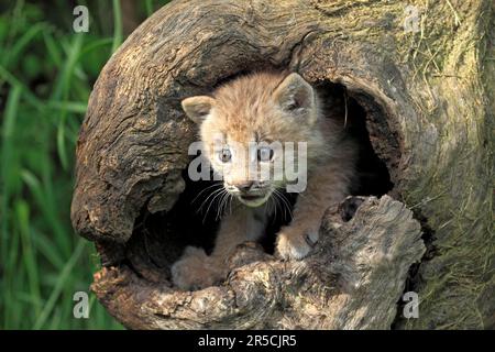 Kanadischer Luchs, Junges, 8 Wochen (Luchs-Luchs-canadensis) (Felis-Luchs-canadensis), Silber-Luchs Stockfoto