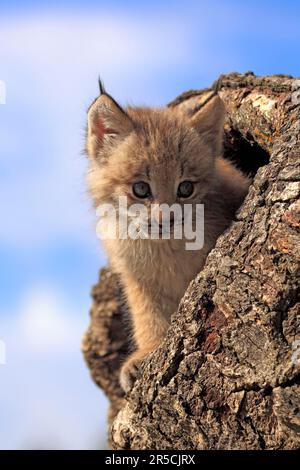 Kanadischer Luchs, Junges, 8 Wochen (Luchs-Luchs-canadensis) (Felis-Luchs-canadensis), Silber-Luchs Stockfoto