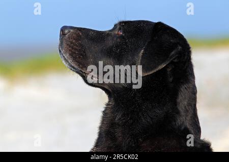 Labrador Retriever, schwarz, männlich, 10 Jahre alt, seitlich Stockfoto