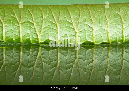 Santa Cruz Wasserlilie (Victoria Cruziana), Riesenlilie Stockfoto