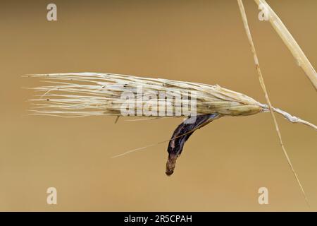 Ohr des Roggens (Secale cereale) mit Mutterkornpilz (Claviceps purpurea), Brandenburg, Deutschland Stockfoto