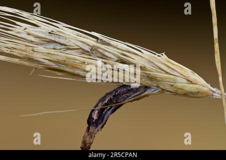 Ohr des Roggens (Secale cereale) mit Mutterkornpilz (Claviceps purpurea), Brandenburg, Deutschland Stockfoto