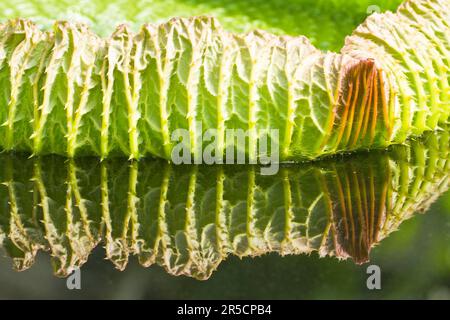 Santa Cruz Wasserlilie (Victoria Cruziana), Riesenlilie Stockfoto