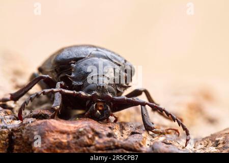 Sawbuck (Prionus coriarius), Querumer Wald, Braunschweig, Niedersachsen, Tanner Beetle, longhornkäfer, Deutschland Stockfoto