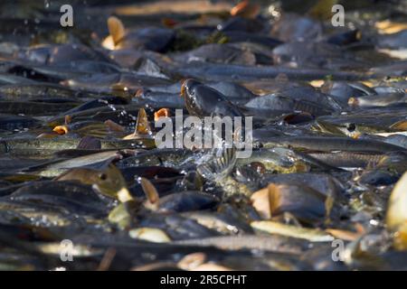 Karpfen (Cyprinus carpio) im Fischernetz, während der Fischerei auf Karpfenteich, Stradower Teiche, Vetschau, Spreewald, Brandenburg, Deutschland Stockfoto