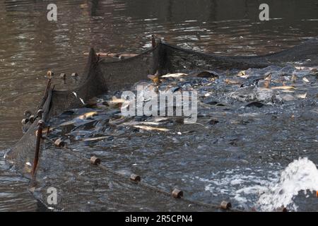 Karpfen (Cyprinus carpio) im Fischernetz, während der Fischerei auf Karpfenteich, Stradower Teiche, Vetschau, Spreewald, Brandenburg, Deutschland Stockfoto