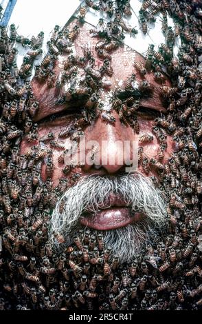 Bart, der verstorbene Mr. Rangaramanujam kannaian, Gesicht des Menschen bedeckt mit Bienen, Coimbatore, Tamil Nadu, Südindien, Indien, Asien Stockfoto