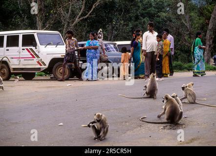 Das Essen der Touristen zieht die wilde graue Langur Common Languar (Semnopithecus entellus) im Theppakadu im Mudumalai-Nationalpark, Nilgiris und Tamil Nadu an Stockfoto