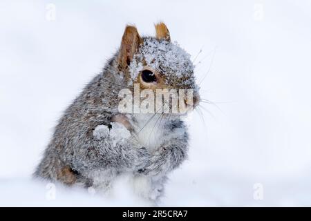 Östliches Eichhörnchen (Sciurus carolinensis), Montreal, Quebec, Kanada Stockfoto