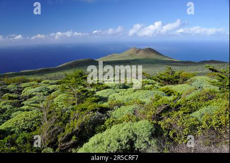 Juniper Tree Grove, El Sabinar, El Hierro, Kanarische Inseln, Juniper, Spanien Stockfoto