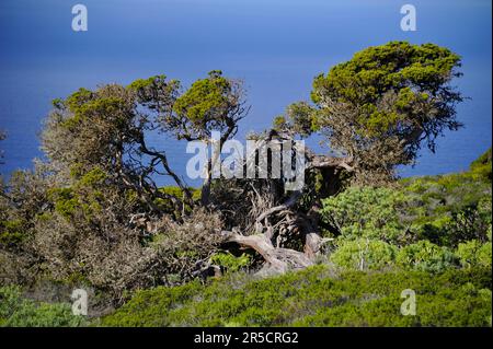 Wacholderhain, El Sabinar El Hierro, Kanarische Inseln, Wacholder, Wacholderbaum, Spanien Stockfoto