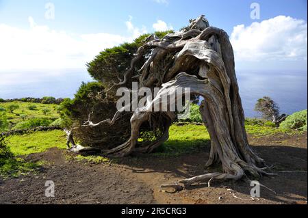 Wacholderhain, El Sabinar El Hierro, Kanarische Inseln, Wacholder, Wacholderbaum, Spanien Stockfoto