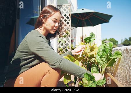 Das Essen von hausgemachtem Gemüse ist so köstlich. Eine junge Frau, die Essen aus ihrem Garten erntet. Stockfoto