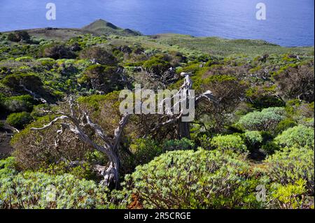 Wacholderhain, El Sabinar El Hierro, Kanarische Inseln, Wacholder, Wacholderbaum, Spanien Stockfoto