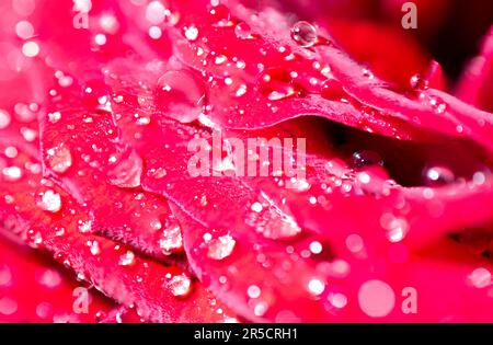 Ein herrlicher Makroshot, der die Schönheit von Wassertropfen einfängt, die sich auf einer Rosenblüte ausruhen Stockfoto