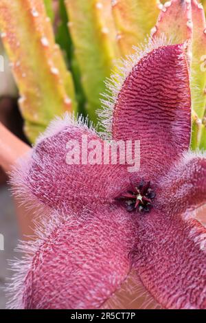 Blühende exotische Stapia afrikanische Seesterne blühen im Topf aus nächster Nähe Stockfoto