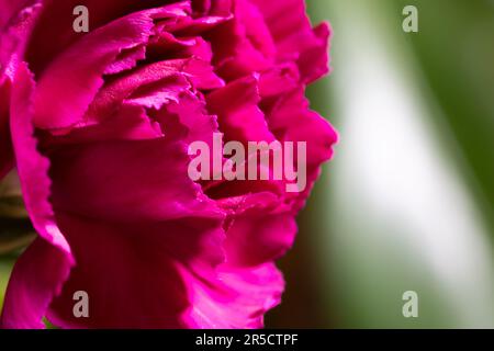 Entdecken Sie die komplexe Schönheit einer rosa Nelke, während jedes zarte Blütenblatt und jede feine Textur in diesem faszinierenden Makrofoto zum Leben erweckt werden Stockfoto