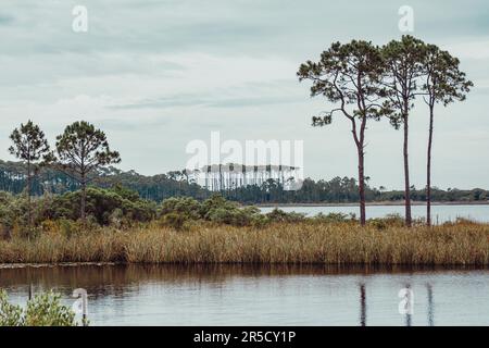 Langlaufkiefern am Ufer des Western Lake, einem Dünensee an der Küste am Scenic Highway 30a, im Grayton Beach State Park in Walton County Florida, USA. Stockfoto