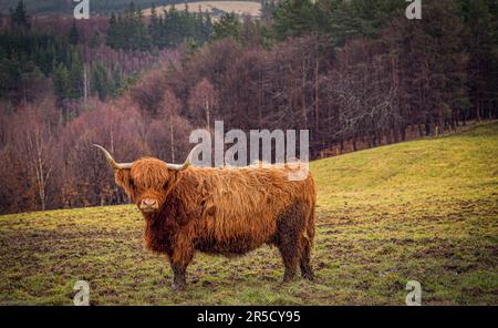 Highland-Rindergrasen auf dem Macallan Estate, Osterelchies, Aberlour, Highlands, Schottland Stockfoto