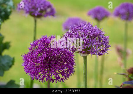 Ein Wald aus wunderschönen lila Allium-Blumen mit sehr geraden grünen Stämmen, die wie elegante Bäume stehen. Stockfoto
