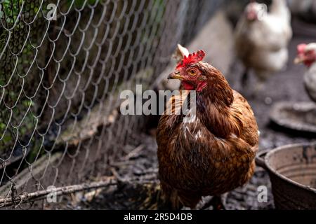 Hühner auf dem traditionellen Freilandgeflügelbetrieb im Dorf Stockfoto