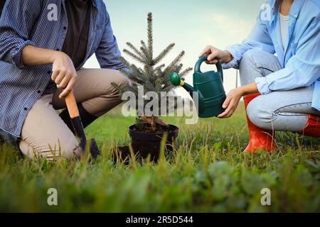 Ein paar Pflanzen Koniferenbäume im Park, Nahaufnahme Stockfoto