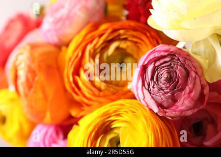 Wunderschöne frische Ranunkulusblüten als Hintergrund, Nahaufnahme Stockfoto