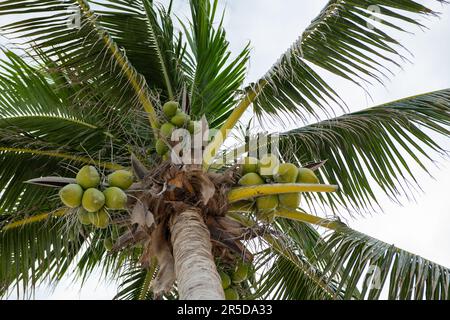 Junge grüne Kokosnüsse, die in Bündeln an einem Baum hängen Stockfoto