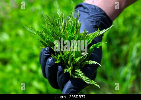 Im Okanagan Valley, British Columbia, Kanada. Urtica dioica, oft bekannt als gewöhnliche Brennnessel, Brennnessel, Stech-Netz Stockfoto