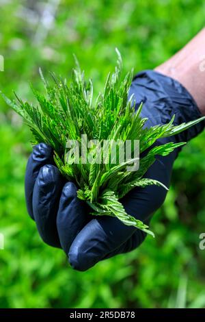 Im Okanagan Valley, British Columbia, Kanada. Urtica dioica, oft bekannt als gewöhnliche Brennnessel, Brennnessel, Stech-Netz Stockfoto