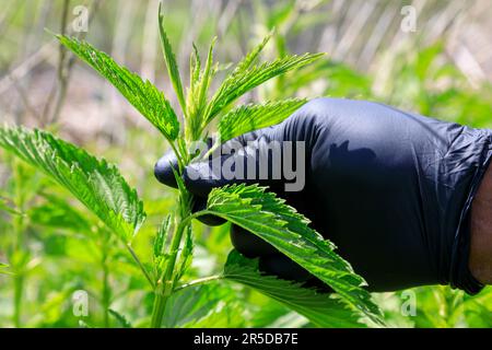 Im Okanagan Valley, British Columbia, Kanada. Urtica dioica, oft bekannt als gewöhnliche Brennnessel, Brennnessel, Stech-Netz Stockfoto