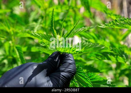 Im Okanagan Valley, British Columbia, Kanada. Urtica dioica, oft bekannt als gewöhnliche Brennnessel, Brennnessel, Stech-Netz Stockfoto