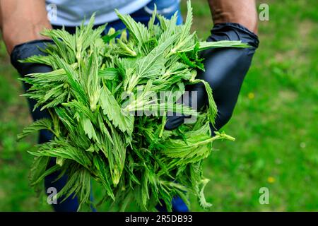 Im Okanagan Valley, British Columbia, Kanada. Urtica dioica, oft bekannt als gewöhnliche Brennnessel, Brennnessel, Stech-Netz Stockfoto