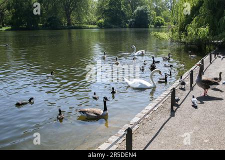 London, Großbritannien. 3. Juni 2023. Schwäne und Enten sind in St. James's Park in London, Großbritannien, 2. Juni 2023. Wenn die Temperaturen in London ansteigen, gehen die Menschen nach draußen und genießen die Sonne. Kredit: Xinhua/Alamy Live News Stockfoto