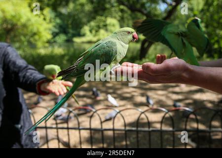 London, Großbritannien. 3. Juni 2023. Die Leute füttern Sittiche in St. James's Park in London, Großbritannien, 2. Juni 2023. Wenn die Temperaturen in London ansteigen, gehen die Menschen nach draußen und genießen die Sonne. Kredit: Xinhua/Alamy Live News Stockfoto
