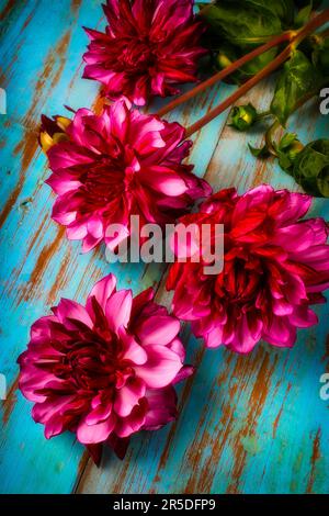 Lila Dahlias Auf Blauem Tisch Stockfoto