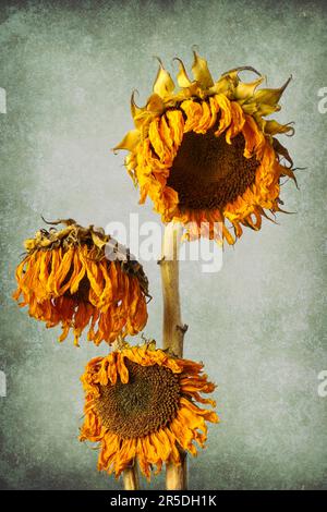 Drei Verwelkte Sonnenblumen Stockfoto
