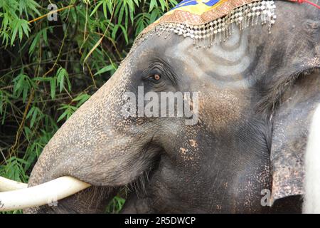 Asiatischer Elefant in Thailand Stockfoto