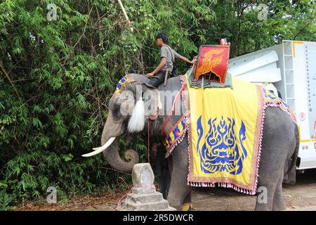 Asiatischer Elefant in Thailand Stockfoto