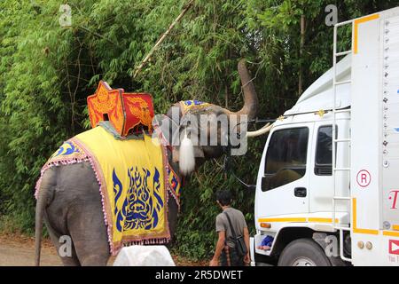 Asiatischer Elefant in Thailand Stockfoto