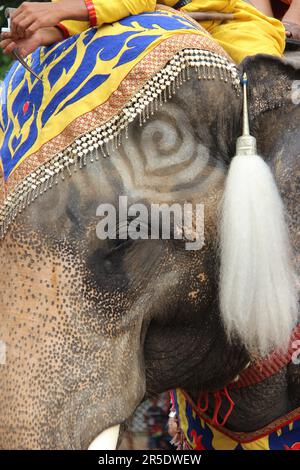 Asiatischer Elefant in Thailand Stockfoto