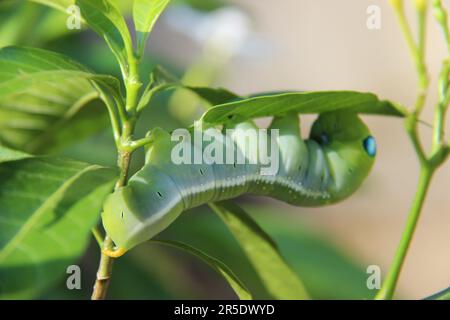 Oleander-Hawkmoth-Raupe Stockfoto