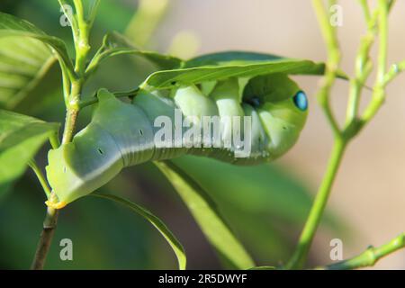 Oleander-Hawkmoth-Raupe Stockfoto