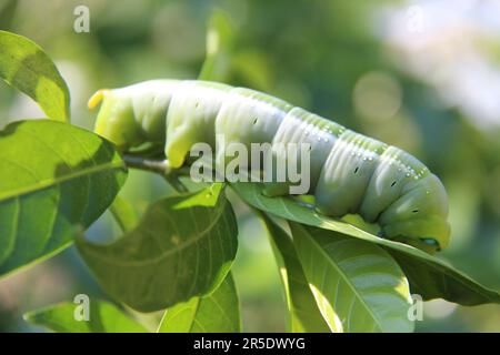 Oleander-Hawkmoth-Raupe Stockfoto