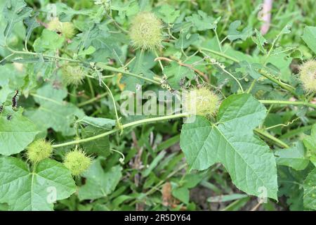 Aus einem hohen Blickwinkel auf eine Busch-Passionsfrucht mit den Früchten wächst auf einer Caesar-Unkrautpflanze. Eine Tawny coster Raupe, die eine Busch-Passion lea verschlingt Stockfoto