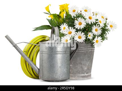 Gänseblümchen blühende Pflanze in altem Metalleimer, Gießkanne und Schlauch. Frühling, Blumen- und Gartenarbeit, Konzept oder Blumenladen. vorderansicht iso Stockfoto
