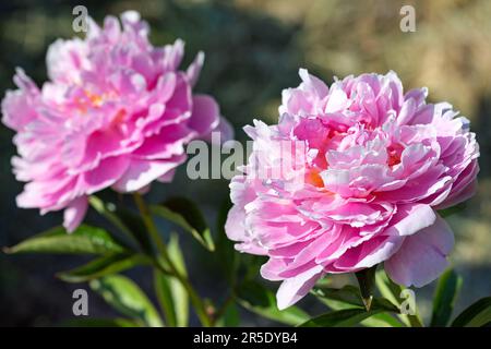 Zwei große blühende pinkfarbene Pfingstrosen in hellem Sonnenlicht gegen unscharfe grüne Blätter und tiefe Schatten. Speicherplatz kopieren. Stockfoto