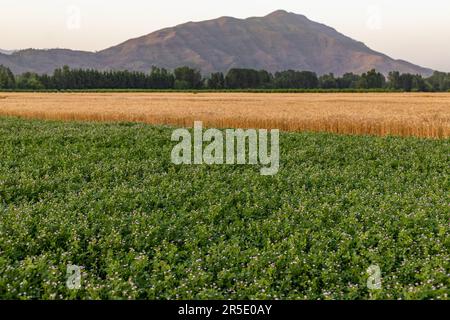 Grünklee, die auf dem Feld für Viehfutter angebaut wird, mit Weizenkulturen im Hintergrund Stockfoto