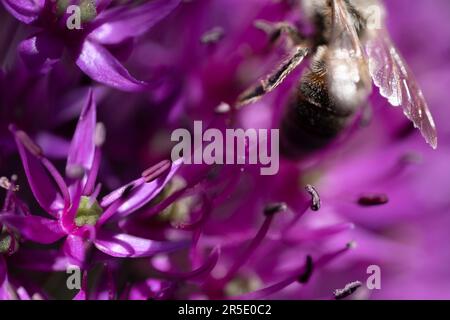 Extremer Makrohintergrund einer Biene, die von einer nektarreichen lila Allium-Blume wegfliegt. Bienen lieben die vielen Blumen mit Nektar. Selektiver Fokus Stockfoto