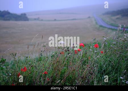 Mohnblumen an der Straßenseite der South Downs in East Sussex in der Nähe des Leuchtturms Belle Tout Stockfoto